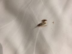 -曼谷一号酒店(深圳龙华大浪商业中心店)