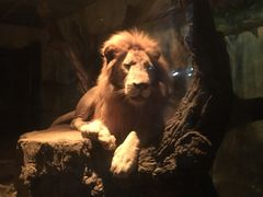 -清迈夜间动物园