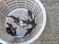 -旺山·浪头人家