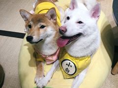 -逗柴咖啡屋·狗咖猫咖宠物桌游