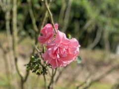 -亚龙湾国际玫瑰谷