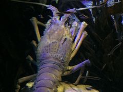 -悉尼海洋生物水族馆