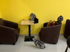 -猫咪咖啡店(新城大街店)