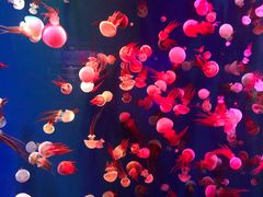 -成都浩海立方海洋公园