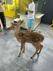 -神奇动物撸宠馆·羊驼·小浣熊·异宠(豫园店)