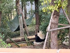-成都大熊猫繁育研究基地