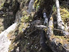 -吉林市朱雀山国家森林公园