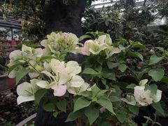 -金科花卉市场
