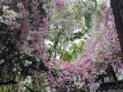 -深圳国际园林花卉博览园