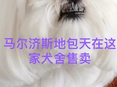 -萌宠之家·腊肠犬·马尔泰·小体犬舍