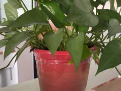 -开口笑·精选水饺