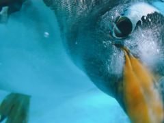 -帝企鹅自助餐厅•儿童岛•真企鹅(长隆企鹅酒店)