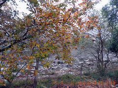 -祁门牯牛降观音堂风景区