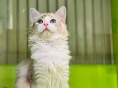 -唐小姐の私宠·宠物洗护美容·撸猫馆·购宠(周浦万达旗舰店)