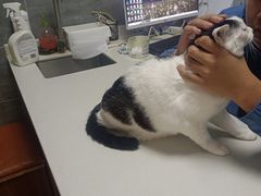 -美联众合宠物医院·爱萌分院·内外科·猫科中心