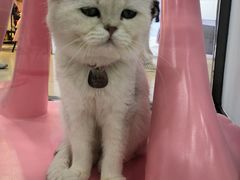 -糯米喵星人·撸猫猫舍咖啡馆(西市场嘉华店)