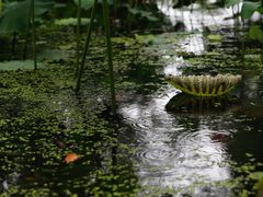 -陈家山荷花公园