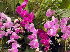 -深圳市中科院仙湖植物园