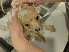 -Oh My Dog宠物沙龙(伊珊娜皮毛护理店)