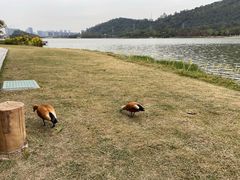 -顺峰山公园