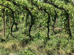 -亲兄弟真人CS团建拓展基地