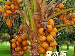 -新鸿港水果市场