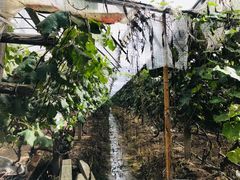 -马陆小张葡萄园农家乐