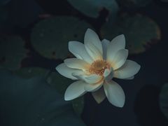 -顾村公园