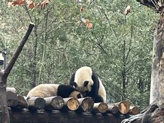 -都江堰中华大熊猫苑