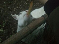 小羊-鸿华度假酒店