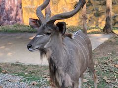 -清迈夜间动物园