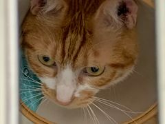 -艾贝尔宠物诊疗