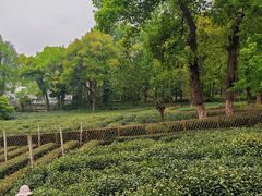 -野蔓果·山野菜(西湖景区·龙井茶田店)