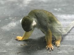 -西安秦岭野生动物园