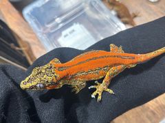 -酷以爬仙阁实体爬宠店·守宫·蜥蜴·专业繁育