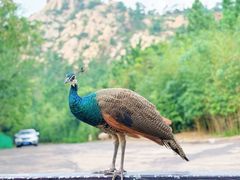 -西霞口神雕山野生动物世界