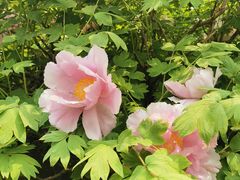 -洛阳市隋唐城遗址植物园