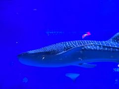 -烟台海昌鲸鲨海洋公园