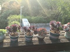 -蓝山咖啡馆(钱江龙店)