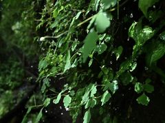 -龙苍沟森林公园
