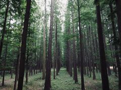 -日照海滨国家森林公园