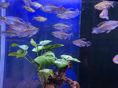 -沙沙哗啦海洋馆(华宇百花谷店)
