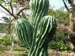 -三亚亚龙湾凯莱仙人掌度假酒店