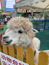 -萌宠亲子动物乐园(槐房万达店)