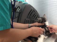 -瑞派·关忠动物医院·猫专科·犬专科(三环新城店)