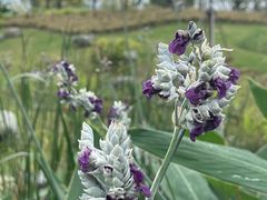 -上海植物园-4号门售票处