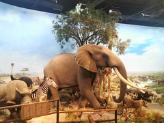 -陕西自然博物馆