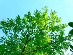 -金银湖国家城市湿地公园