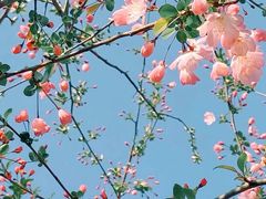 -海棠花溪(元大都城垣遗址公园)