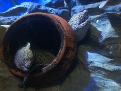 -新加坡海洋生态馆